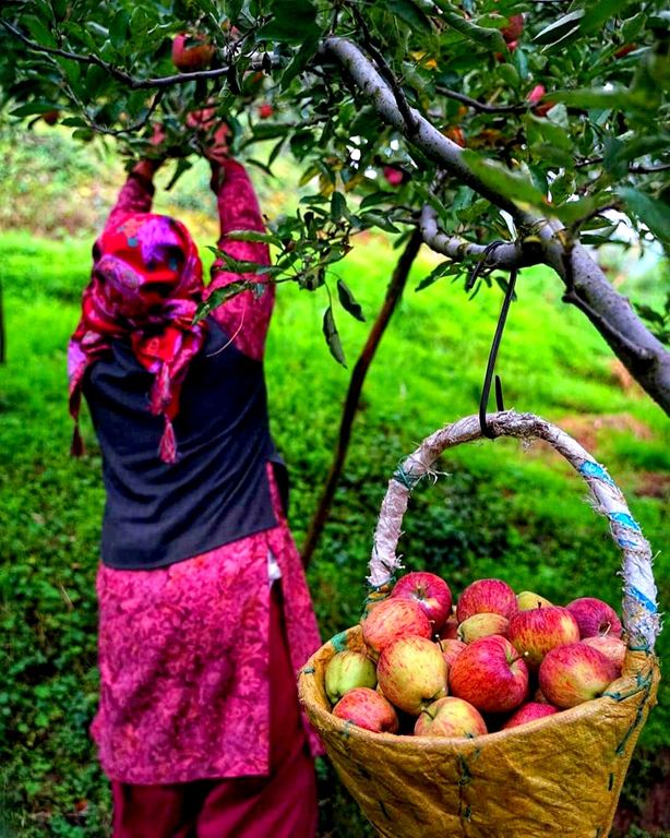 A lady plucking Apples from Trees.