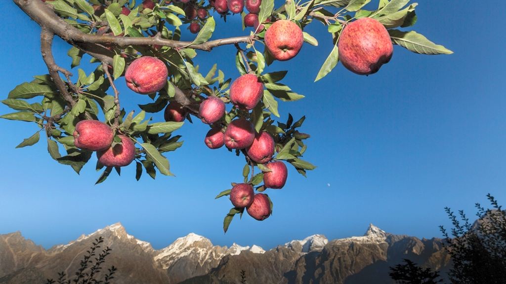 Apple Tour To Himachal Pradesh Visit Sangla, Thanedar and Kotkhai