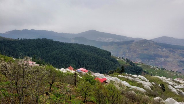 The net-covered Orchards of Apples in Thanedar / Kotgarh, Himachal Pradesh. One need to stat overnight at Thanedar / Kotgarh enroute to Sangla from Chandigarh. Beautiful Thanedar / Kotgarh is the second in the list of Top Ten Reasons to visit Sangla. 