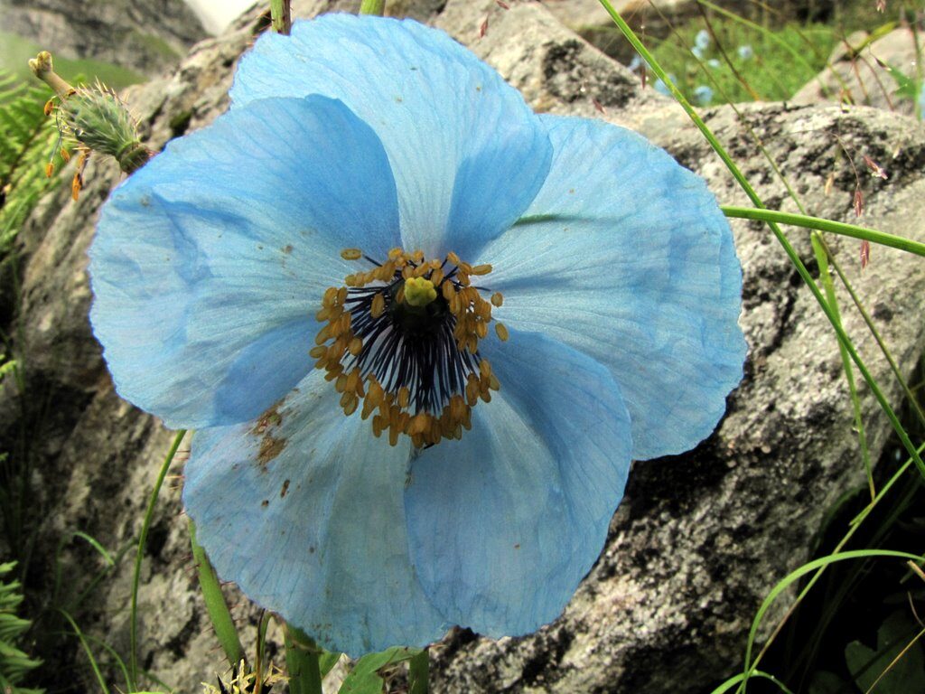 Himalayan Blue Poppy 